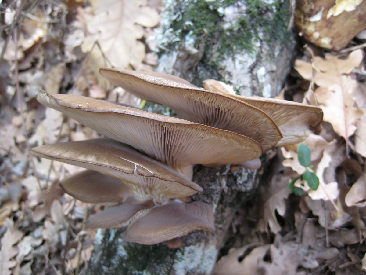 associazione micologica, corsi funghi puglia, corso funghi puglia